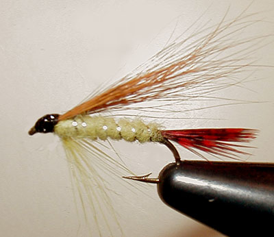 Warden's Worry - Coldwater Species - Fly Tying